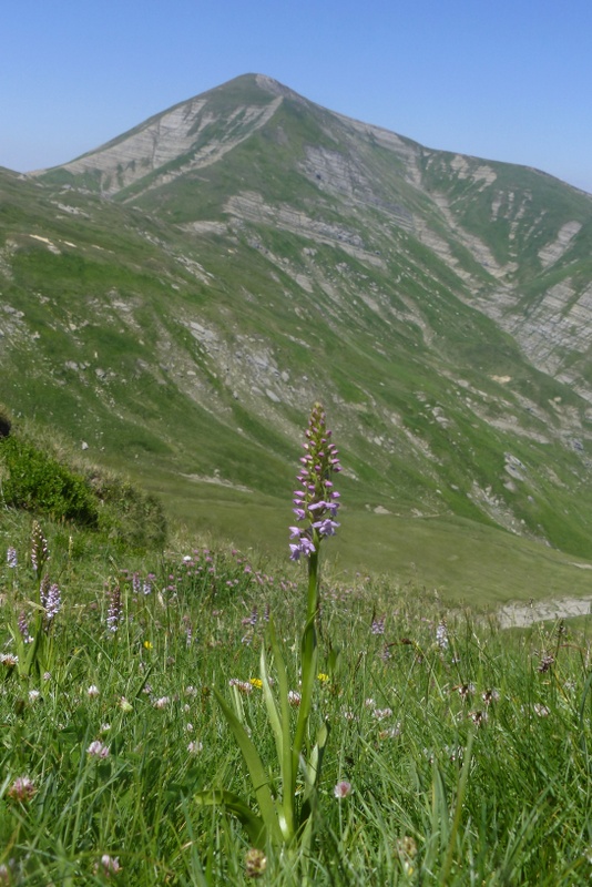 La Nigritella widderi a Pizzo di Sevo e Cima Lepri  -  luglio 2025